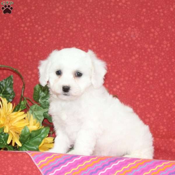 Pomegranite, Bichon Frise Puppy